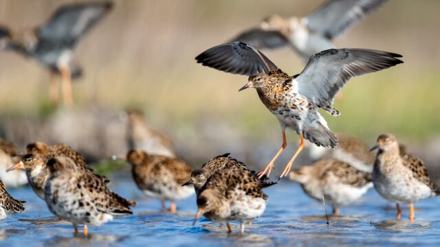 Life on the Wing—Miracle of Bird Migration