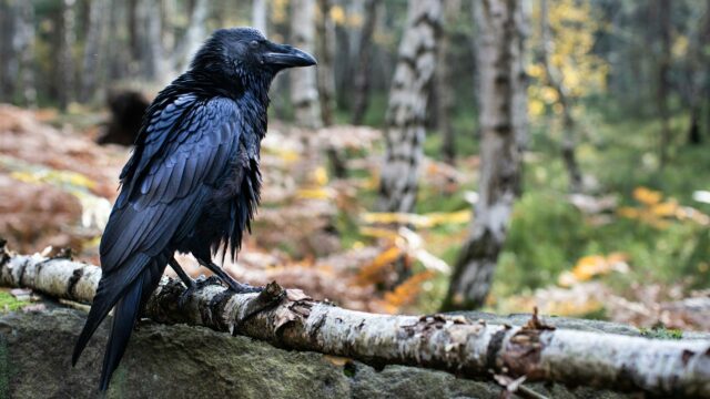 A Raven’s Tale—Mystic Czechia
