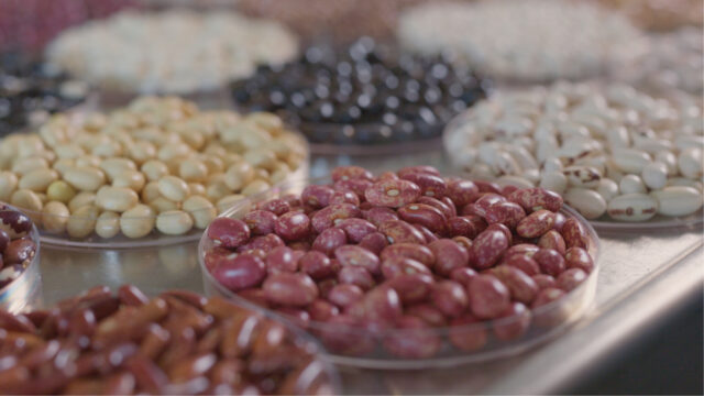 Beans—A Superfood Story
