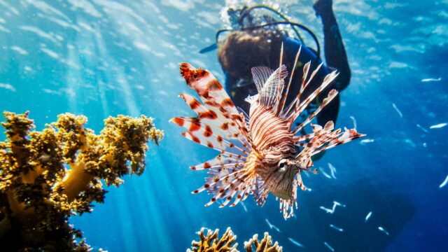 Ocean Invaders