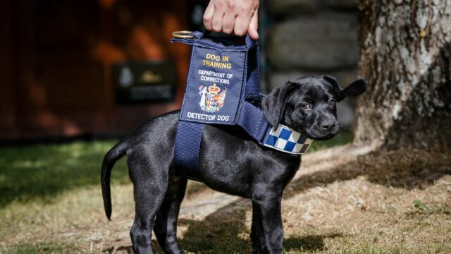 Puppy School