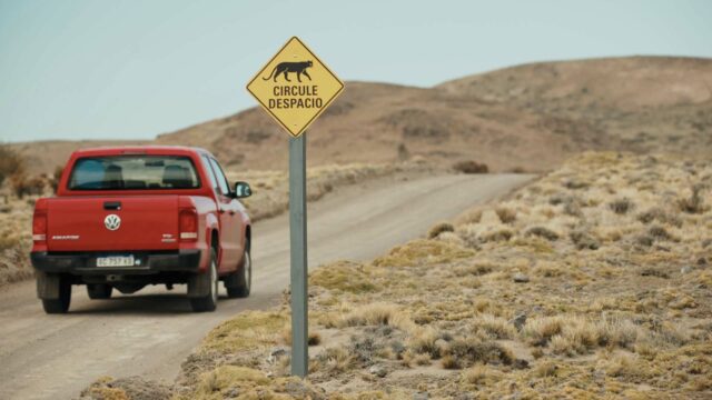 Steppe Pumas