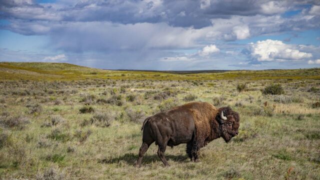 The American Buffalo: A Film by Ken Burns