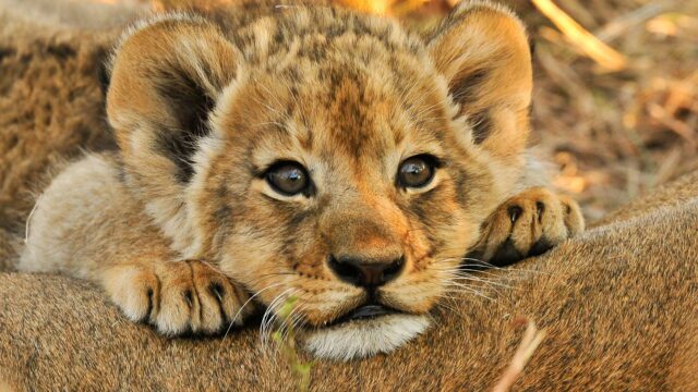 Baby Animals: The Top 10