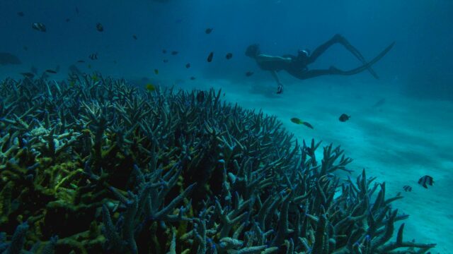 Deep Dive Australia