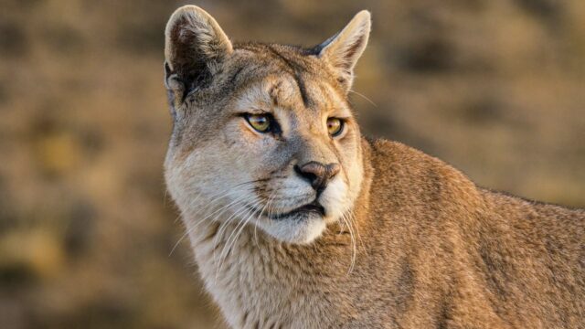 Wild Argentina—Land of Extremes