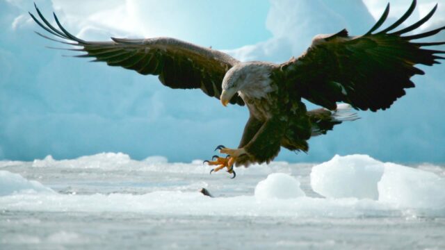 WILDLIFE—Crises on the Comeback Trail: Hokkaido’s Endangered Birds