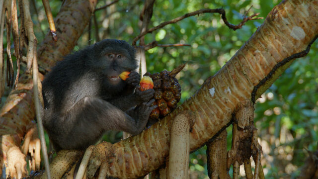 Nicobar Islands—A Monkey’s Long Tale
