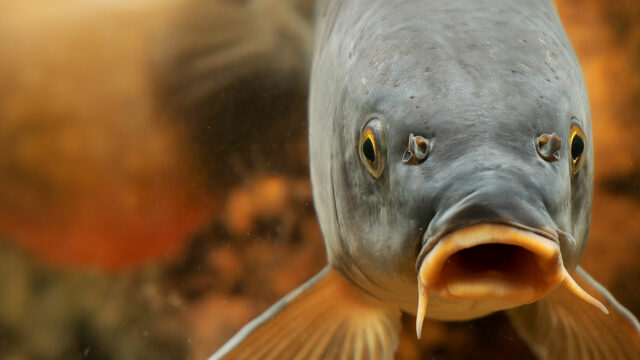 Lake Life—Secrets Beneath the Surface