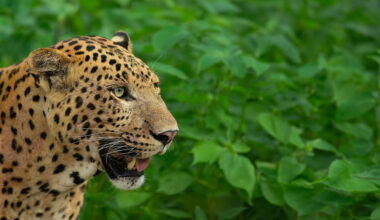 Leopard Dynasty—The Rise of Rana