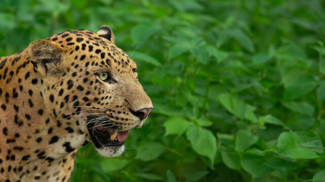 Leopard Dynasty—The Rise of Rana