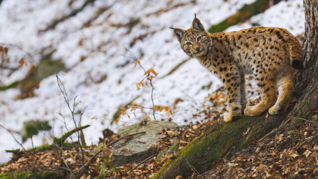 Into the Carpathian Wild