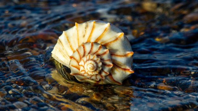 Shells—Within A Sheltered Spiral